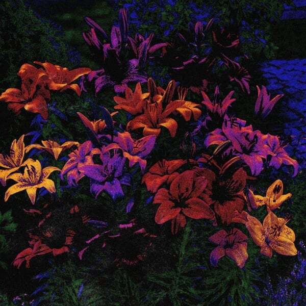 Cover art for Letter Lily